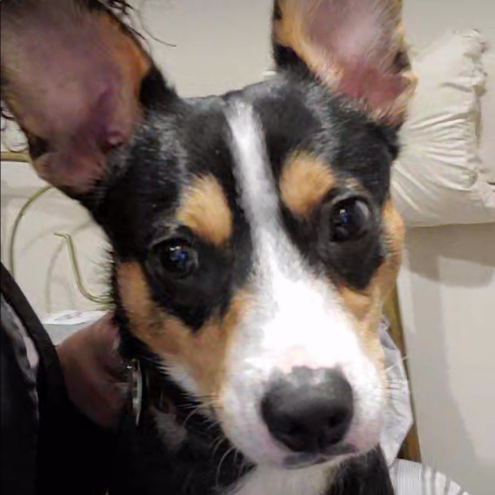 Family Pets - Picture 5 of 11
